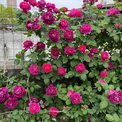 semillas de rosal - invernaderos balcón interior exóticas Cubresuelos resistentes resistentes pleno sol. 120pcs