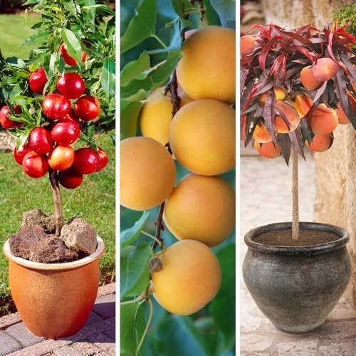 YouGarden Fruit Bowl Patio Tree Collection, Set of Three Bare Root Trees, Grow Your Own Peaches, Nectarines, and Apricots