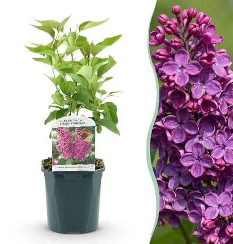 Syringa vulgaris Ludwig Spath - Lillà comune - resistente - viola - 35-45cm - Ø17cm - Pianta da giardino