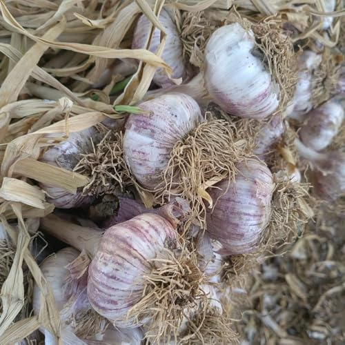Semi d'aglio, Allium sativum, da esterno regali per gli amanti del giardino resistenti all'esterno da giardino roccioso resistenti aglio piantare, regali sostenibili 400pcs