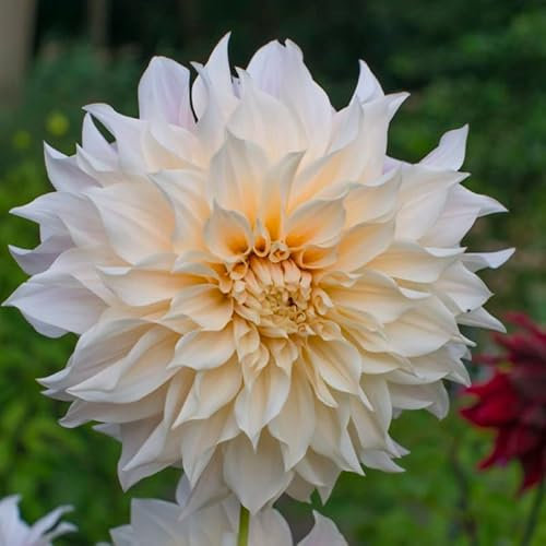 Dahlie Café au Lait | 3 Stück | Knolle | Schnittblume | Crème | 100% Blütegarantie | QFB Gardening