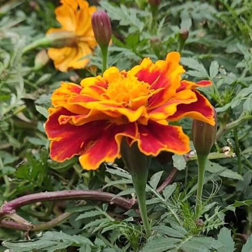 semillas de caléndula perenne - caléndula, resistentes para jardín, caléndula trepadoras resistentes, orgánicas 200pcs