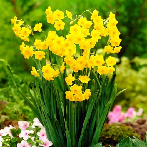 Bulbi Fiori Perenni da Esterno - 25 Bulbi di Narciso Grand Soleil d’Or Profumati - Fioritura estiva - Piante e Fiori Esclusivi dall'Olanda - per giardino e vaso (non semi, non artificiali)