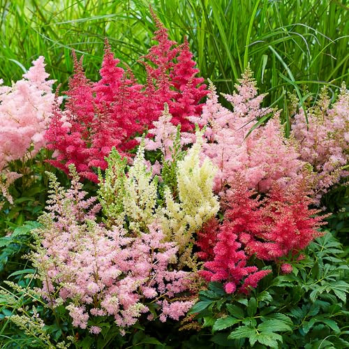 GardenersDream 4x Piante di Astilbe in Vaso – Piante da Giardino Colorate Bianche, Rosse, Viola e Rosa – Perenni Resistenti da Esterno per Giardino in Stile Bosco e Aiuole (incl. Vaso 11 cm)