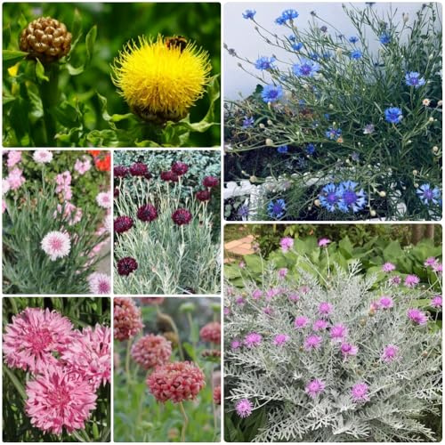 Semi di fiordaliso, da balcone resistenti Centaurea cyanus, rare semi biologici resistenti 300pcs