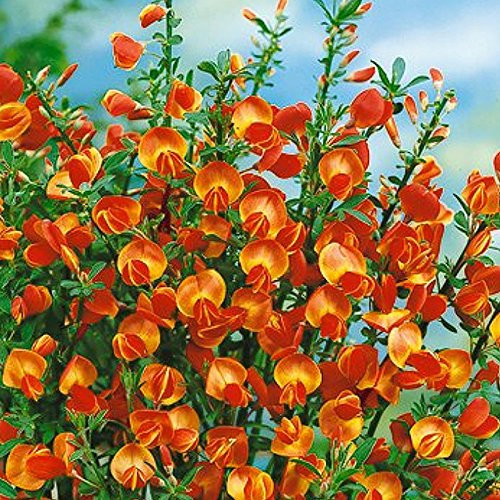 Cytisus Lena Broom Compact Deciduous Hardy Outdoor Flowering Garden Plant in Pot (9cm Pot, 20-30cm)