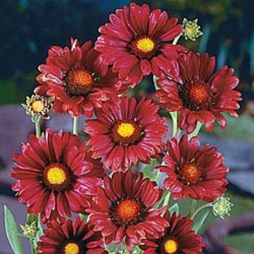 30 + Borgoña SETA Gaillardia Fiori SEMI/PERENNE