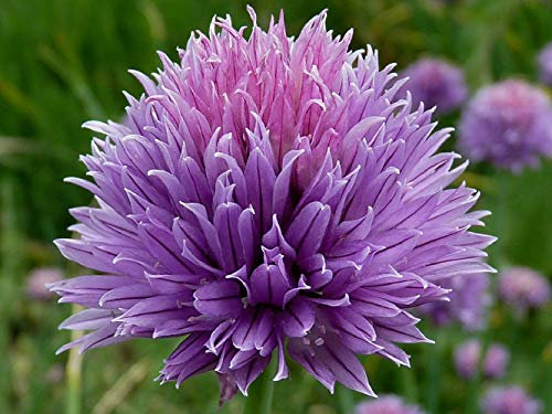 50 graines de ciboulette (Allium Schoenoprasum)