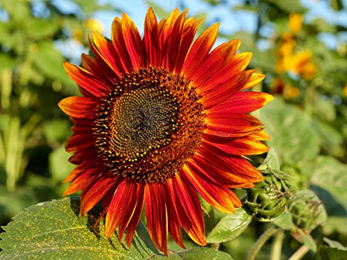 100 rote Sonnenblumen Samen der Sorte Abendsonnenblume, Sonnenblumensamen mit rot gelben Blüten, Saat Aufzucht von Sonnenblumen Pflanzen (Helianthus annuus), Blumensamen Staude