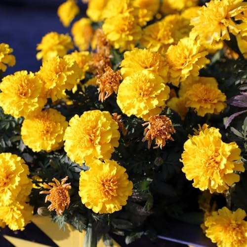 Semi di Tagetes - - Serie Rara - di giardino rocce resistenti semi calenduli balcone calenduli per balcone resistenti all'aria aperta perenni 1500pcs