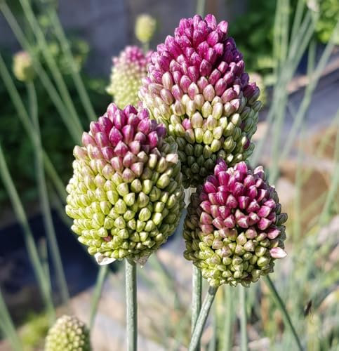 Allium sphaerocephalon (Multi-Bulbe) / Ail à tête ronde/Godet/Vivace