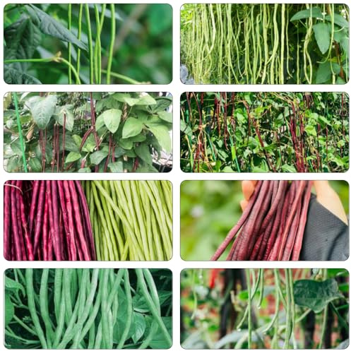 semi fagioli al metro - Vigna unguiculata saporosi resistenti Letti elevati per giardino di interni esotici decorazione di 60pcs