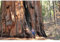 PLAT FIRM Germinazione dei semi: 100 semi: Giant Semi Sequoia, Sequoia Gigantea