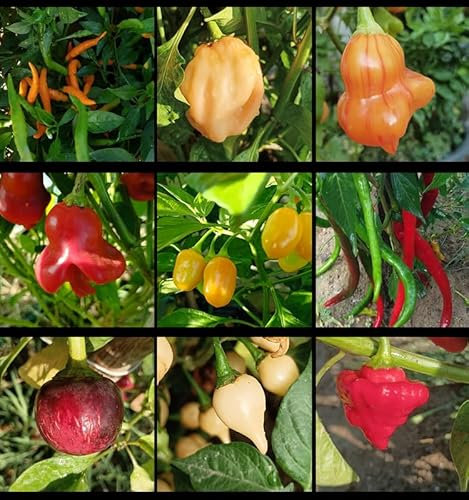 Lot de piments 10+++, 9 piments les plus chauds du monde, 90 graines, pack(3)