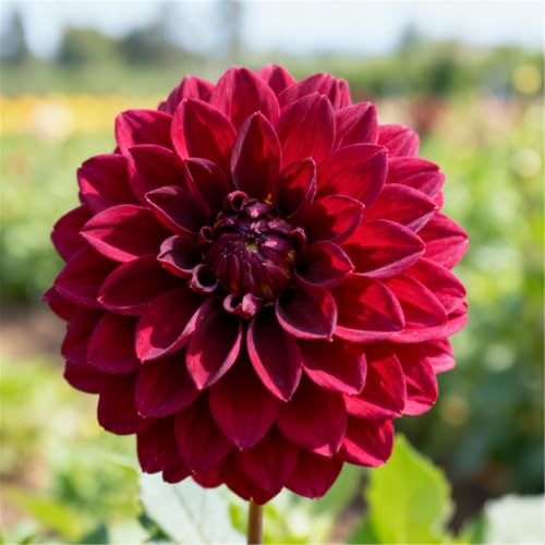 Dalias con pétalos dobles y flores grandes - En maceta o en el suelo para jardines y balcones - Flores perennes-6 PCS-F