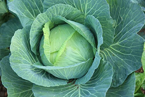1000 All Season Cabbage Seeds for Planting 3.5+ Grams of Seeds Non GMO Heirloom USA Harvested Similar to Golden Acre Cabbage and Copenhagen Cabbage