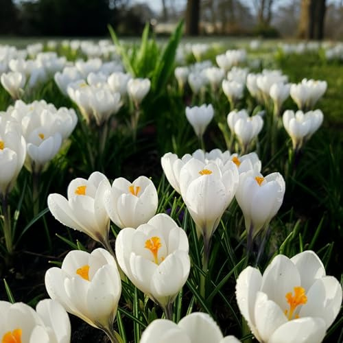 Colchicum Collection – Album – Vita Blommor, Höstskönhet För Bårder Och Gräsmattor – Blomlökar – 3 Blomsterlökar – Inga Frön, Inte Konstgjorda