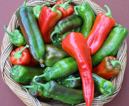 Italian Heirloom Heritage Sweet Pepper Seeds. Corno DI Toro Bulls Horn 6 Long Green RED. Certified Organic Grower