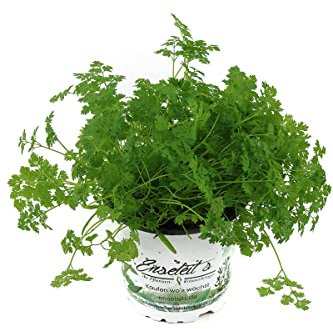 Kerbel Pflanze, Anthriscus cerefolium, frischer Kerbel aus Nachhaltigem Anbau