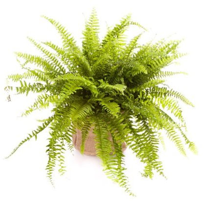 Jardinerie Liste Verte Fougère de Boston