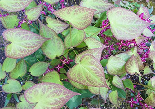 Bodendecker, 5x Elfenblume