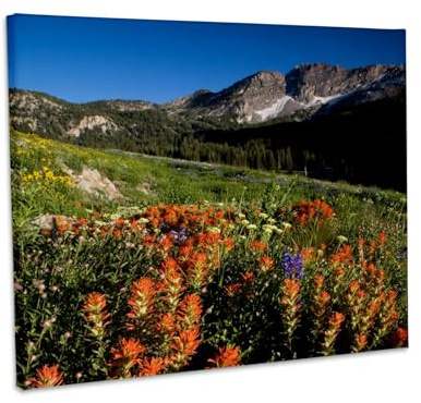 3dRose USA, Utah, Uinta-Wasatch-Cache NF, Albion Basin, meadow flowers Museum Grade Canvas Wrap 14x11