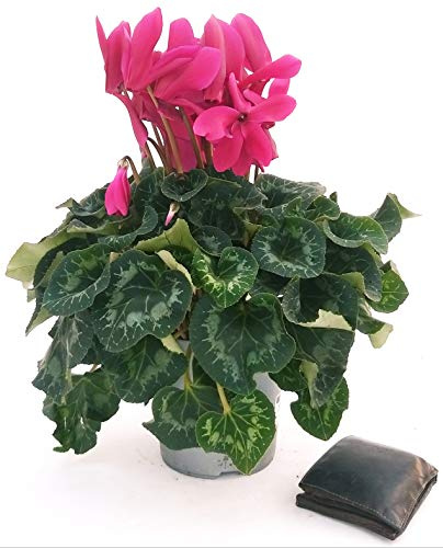 POWERS TO FLOWERS - CICLAMINO XXL GRANDIFLORA VIOLA, vaso 17cm, pianta vera