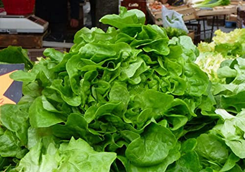 200 Graines de Laitue de Printemps - jardin potager légumes - Semences Paysannes