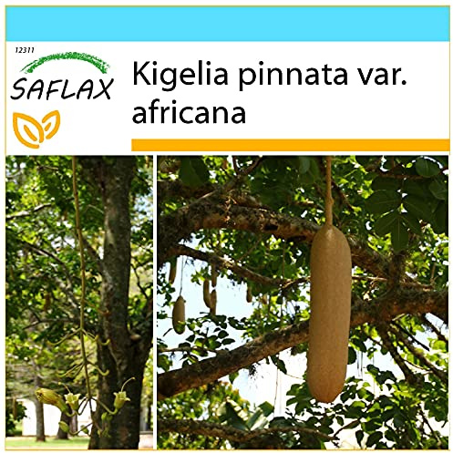 SAFLAX - Presentförpackning - Leverkorvsträd - 10 Frön - Med presentförpackning, kort, etikett och pottsubstrat - Kigelia pinnata