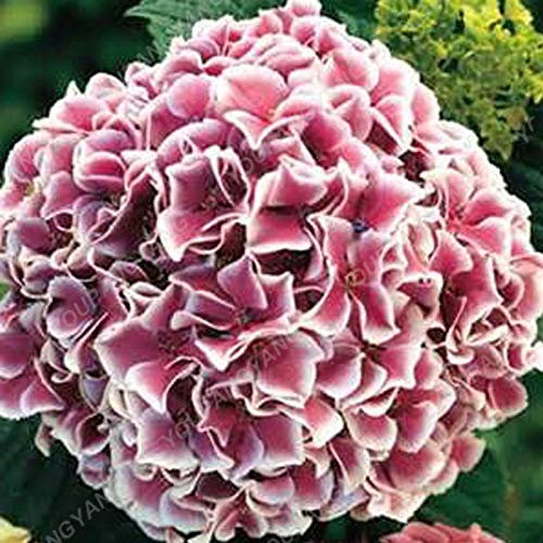 Shopvise hortensia Graines jardin 20Pcs / Pack Couleur (Deep Blue)