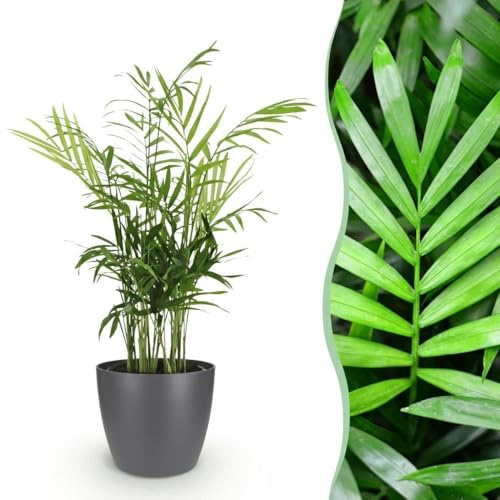 Chamaedorea elegans - Guldpalm - Husdjursvänlig växt - Grön - med krukväxt Grå - 15cm - Ø12cm - Krukväxt - Komplett set - Växt med kruka