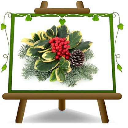 EURO PLANTS VIVAI Agrifoglio Ilex Aquifolium Variegato Agrifoglio Pianta Ornamentale su Vaso da 18 cm - Altezza 50~60 cm