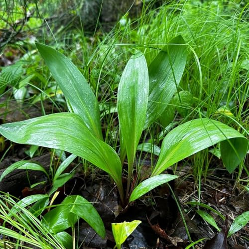 semillas de ajo silvestre organicas - resistentes jardín interior raras perennes 30pcs