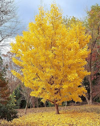 3 piante di Ginkgo biloba in vaso 9x9 cm h. 40/60 cm, alberi veri - Vivaio di Castelletto