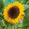 Semillas de girasol dorado:Seeds Only