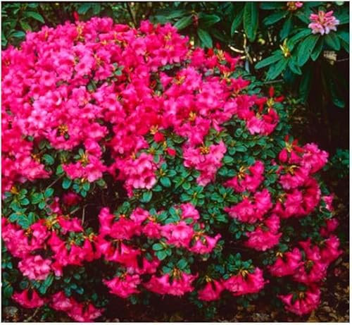 GrowOn Shrubs Dwarf Rhododendron Japonica 'Whispering Rose' | Evergreen Shrub | Outdoor Garden Ready Plant | Spring Flowering | Rose Pink Flowers