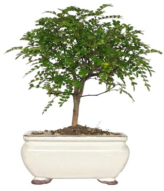 KENTIS - Bonsaï Zanthoxylum Piperitum - Faux Poivrier Bonsai Plante Naturelle Intérieur Exterieur - Plantes d'Appartement Balcon Terrasse - H 17/23 cm Pot 8 cm