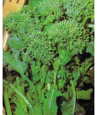 Toscana Rapini - Broccoli Raab