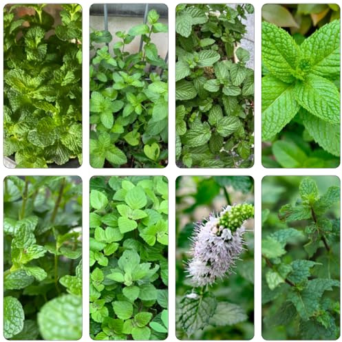 menta marocchina - giardino semi giardino semi balcone 1000pcs