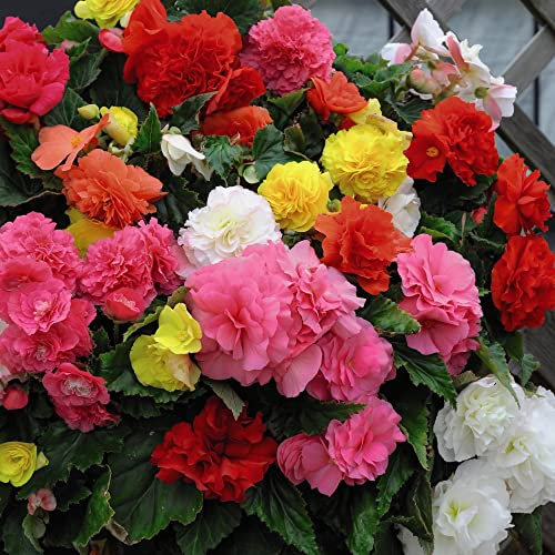 Begonia Bulbs 'Non-Stop Mixed' Tuberous Half-Hardy Perennial Fully Double Blooms Brightly Colours Mix Weather Resistant Easy to Grow Your Own Flowers, 40x Bulbs by Thompson & Morgan (40)