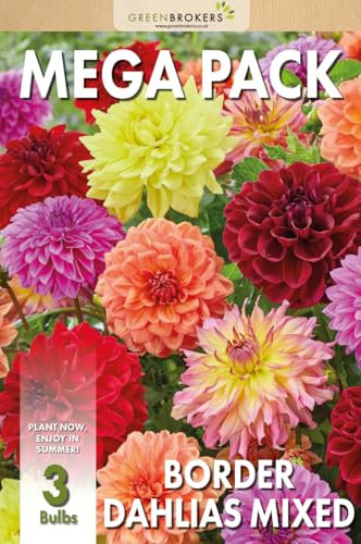 Mega Pack Border Dahlias Bulbs | 3 Mixed Summer Flowering Bulbs | Bee & Butterfly Friendly | Eco Packaging | Premium Holland Selection Quality
