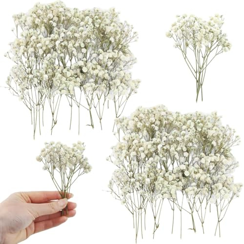 MLRUQRX 100 Pezzi Di Nebbiolina, Gypsophila Essiccata Con Gambo Verde E Fiore Bianco, Misura Standard Per Artigianato In Resina E Decorazioni Nuziali