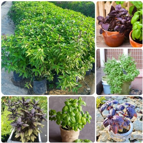 semillas de albahaca - albahaca de cobertura jardín balcón Semillas resistentes hortícolas interior raras 750semillas