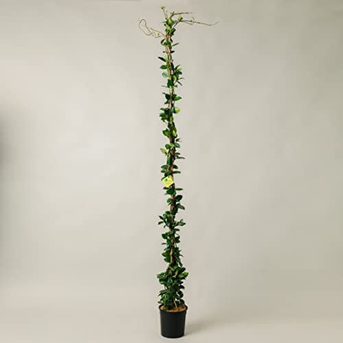 Plantì GELSOMINO RINCOSPERMUN in vaso da 19cm ed altezza 180cm. Piante da giardino Gelsomino rampicante, piante da esterno vere e piante rampicanti da esterno. 6 mesi di concimazione con Plantì.