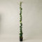 Plantì GELSOMINO RINCOSPERMUN in vaso da 19cm ed altezza 180cm. Piante da giardino Gelsomino rampicante, piante da esterno vere e piante rampicanti da esterno. 6 mesi di concimazione con Plantì.