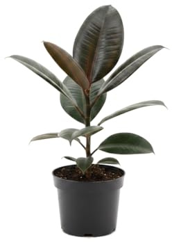 Planta del caucho Ficus Elastica Abidjan DECOALIVE | Maceta 12 cm Altura 30 cm para Decoración Natural