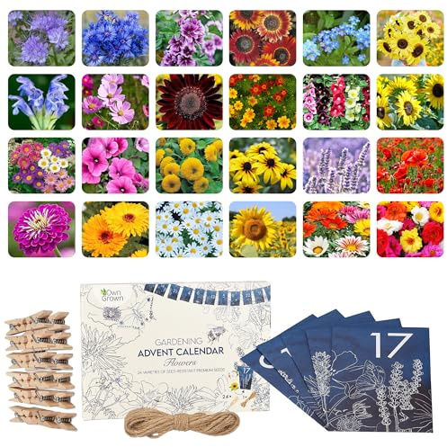 OwnGrown Flower Seeds Advent Calendar for 2025-24 Varieties of Wild Flower Plant Seeds DIY Kit - Garden Gift Decorations - Housewarming Gardening Gifts for Men and Women - Wildflower Organic Seeds