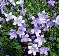 Campanule muralis - Campanula portenschlagiana (lot de 3 pieds)