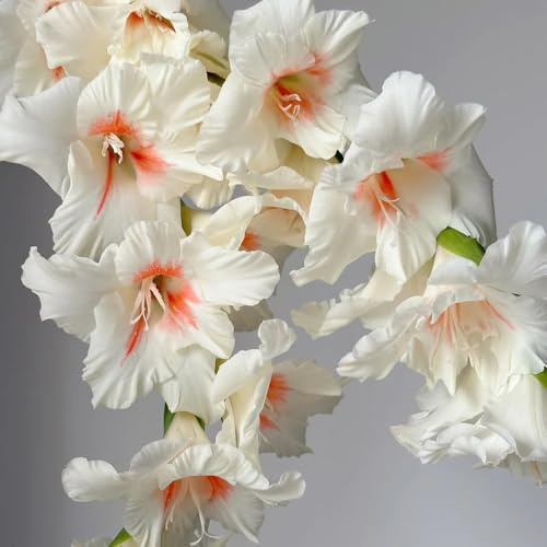 gladiolenzwiebeln winterhart mehrjährig - balkon exotische kübelpflanzen gartenblumen 5pcs