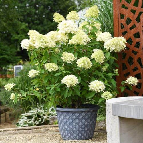 Hydrangea paniculata 'Skyfall' Large White Panicles with Star-Shaped Florets - Compact Habit with Erect Stems for Gardens & Patios - Hardy Shrub - 1x 9cm Potted Plant by Thompson and Morgan (1)